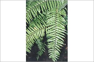 A photo of Whitman Fern