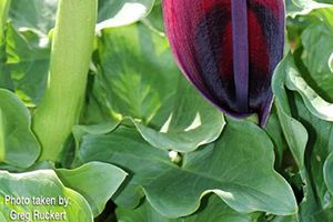 A photo of Wild Arum