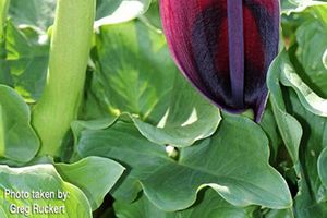 A photo of Wild Calla
