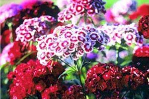 A photo of Wild Carnation