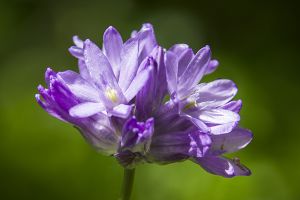 A photo of Wild Hyacinth