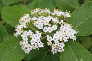 A photo of Wild Lantana