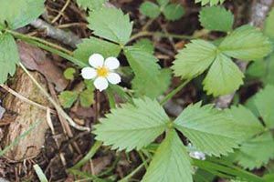 A photo of Wild Strawberry