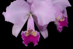 A photo of Winter Cattleya