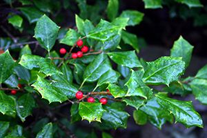 A photo of Winterberry