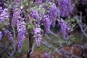 A photo of Wisteria