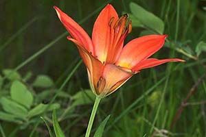 A photo of Wood Lily