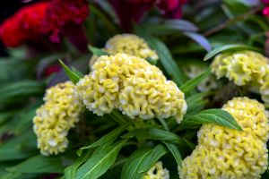 A photo of Woolflower