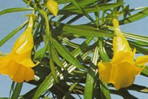 A photo of Yellow Oleander
