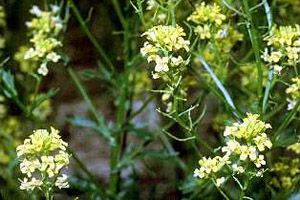 A photo of Yellowrocket