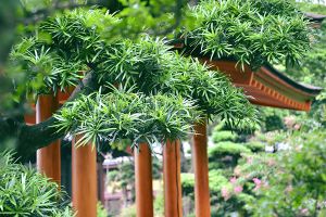 A photo of Yew Pine