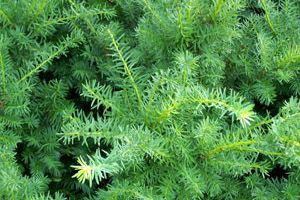 A photo of Yew