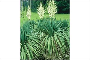 A photo of Yucca