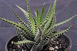 A photo of Zebra Haworthia