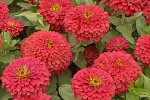A photo of Zinnia